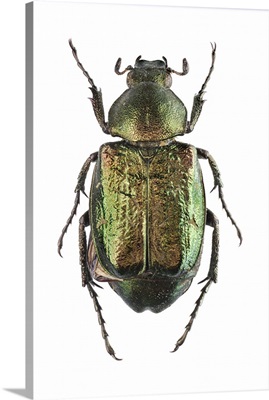 Noble Chafer