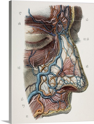 Nose nerves and vessels, 1844 artwork