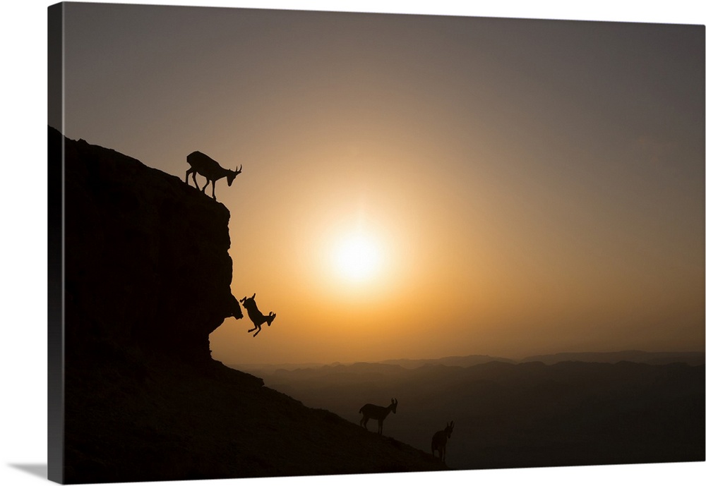 Herd of Nubian ibex (Capra ibex nubiana) climbing down a cliff at sunrise. Photographed on the edge of the Ramon crater, N...