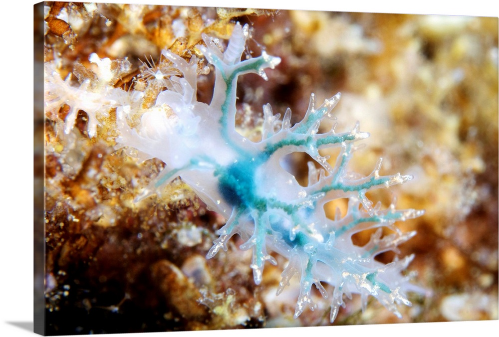 Nudibranch. Blue form of the nudibranch Dendronotus frondosus. Nudibranchs (sea slugs) are shell-less marine molluscs that...