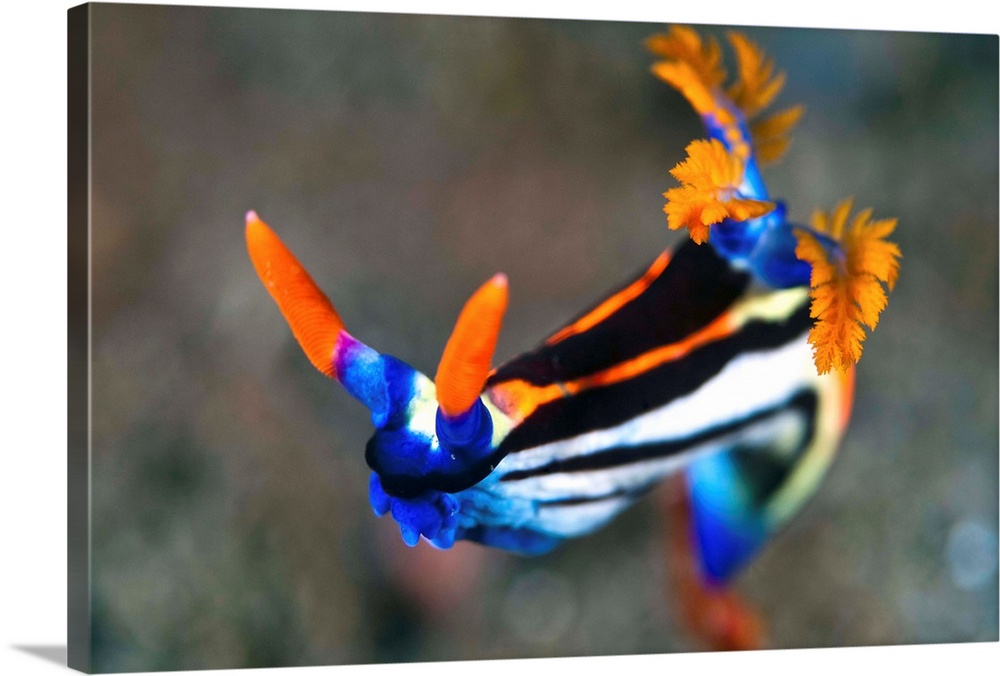 Nudibranch (Nembrotha aurea). Nudibranchs are shell-less marine molluscs that live in seas around the world. Here the exte...