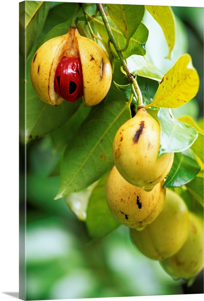 Nutmeg fruits. The first fruit has split open, revealing its seed. The aril (red) surrounding the seed is removed and drie...