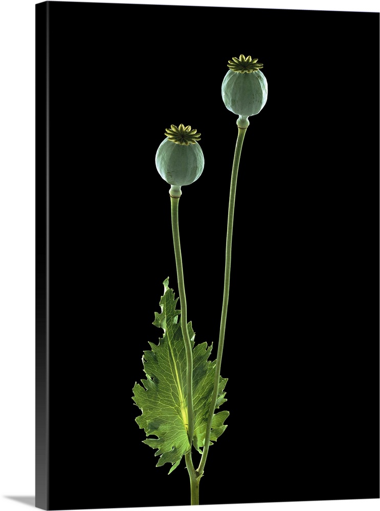 Opium poppy (Papaver somniferum) seedheads.