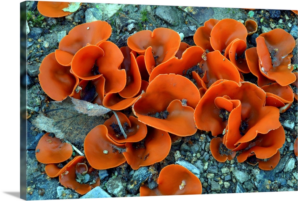 Orange peel fungi (Aleuria aurantia) amongst gravel. This cup fungus has no stem and grows on top of the ground. It is gre...