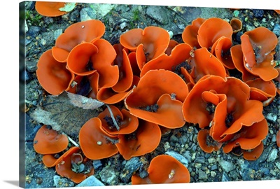 Orange peel fungi (Aleuria aurantia)