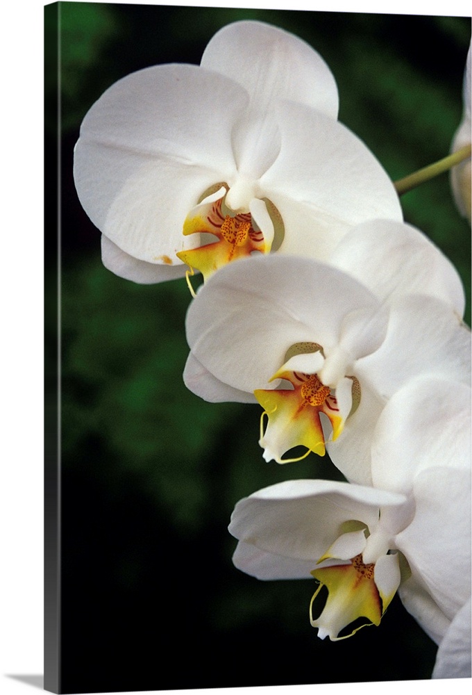 Orchid (Phalaenopsis 'Taisuco Kaala') flowers.