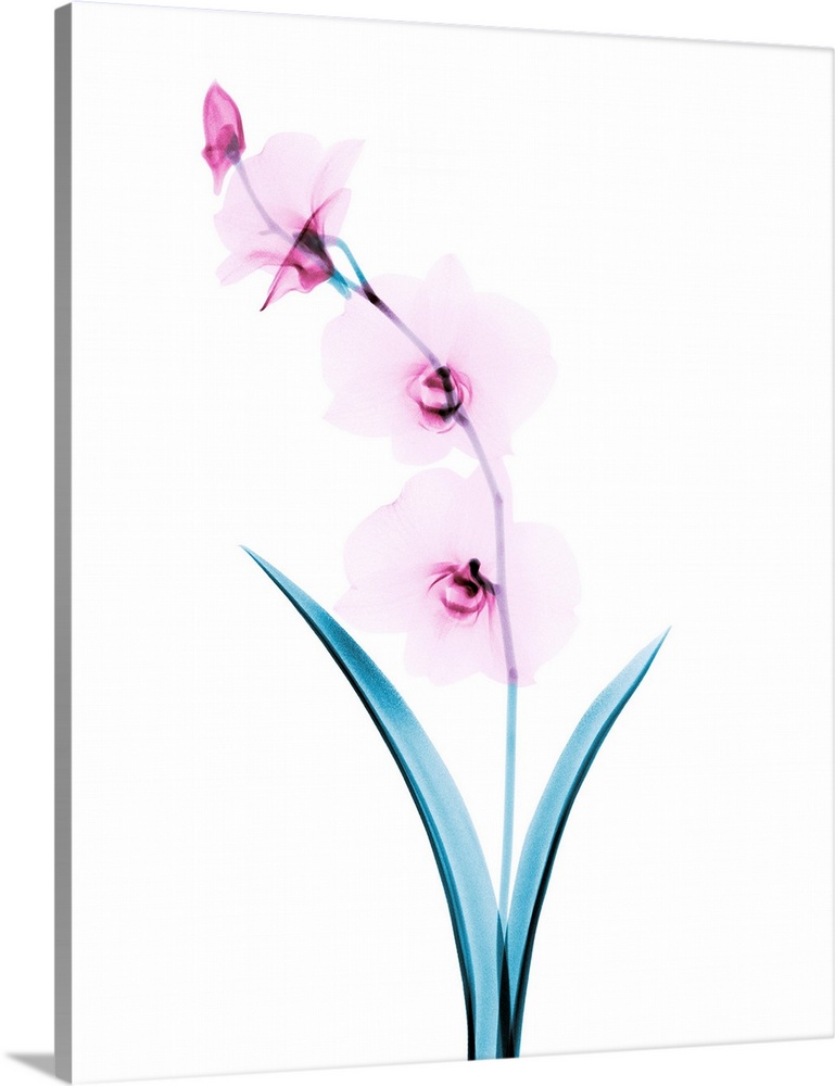 Orchid flowers, coloured X-ray.