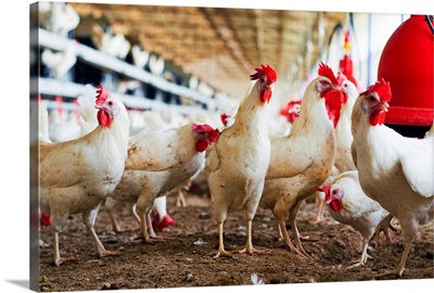 Organic chicken farming