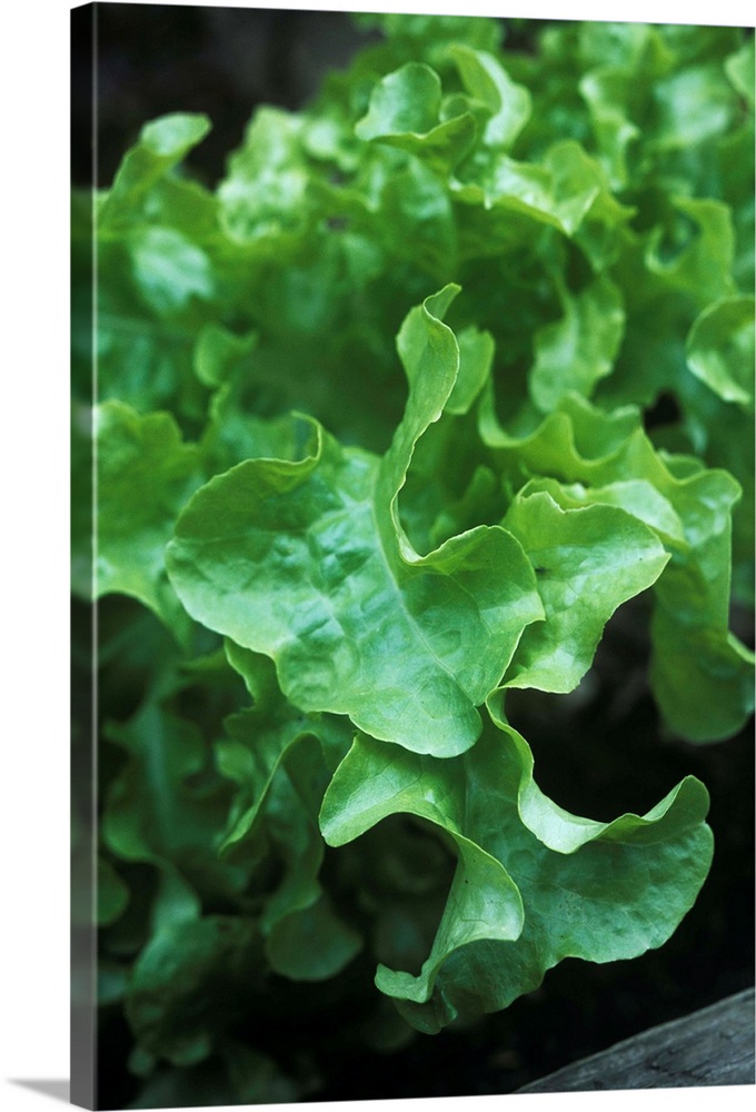 Organic lettuce (Lactuca sativa 'Salad Bowl') growing in a vegetable garden.