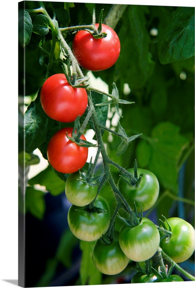 Organic tomatoes (Lycopersicon esculentum) ripening on a vine.