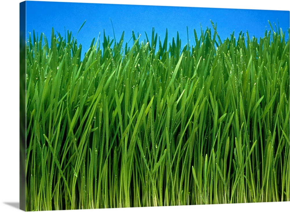 Wheat grass. Field of organically grown wheat grass (Triticum sp.). Wheat is one of the world's most important crops, used...