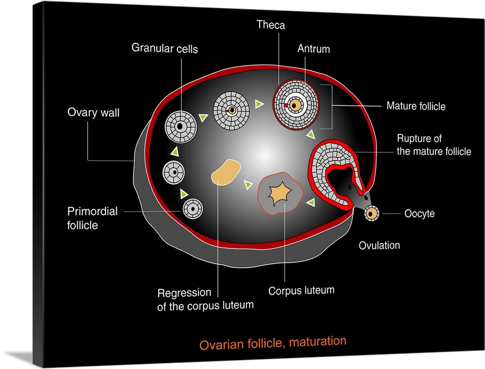 Ovarian cycle, computer artwork. Once sexual maturity is reached up to 20 oocytes start developing into eggs (ovums) every...