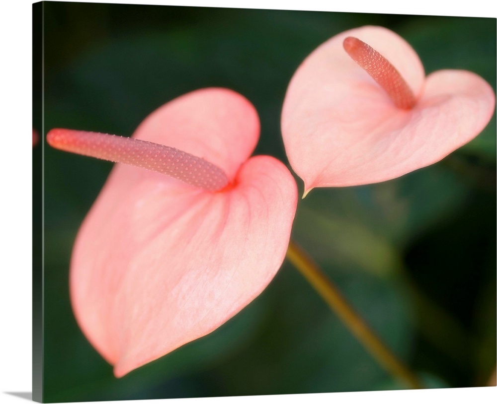Painter's palette plants (Anthurium andraeanum). This perennial produces a small spike (spadix) that bears attached (sessi...