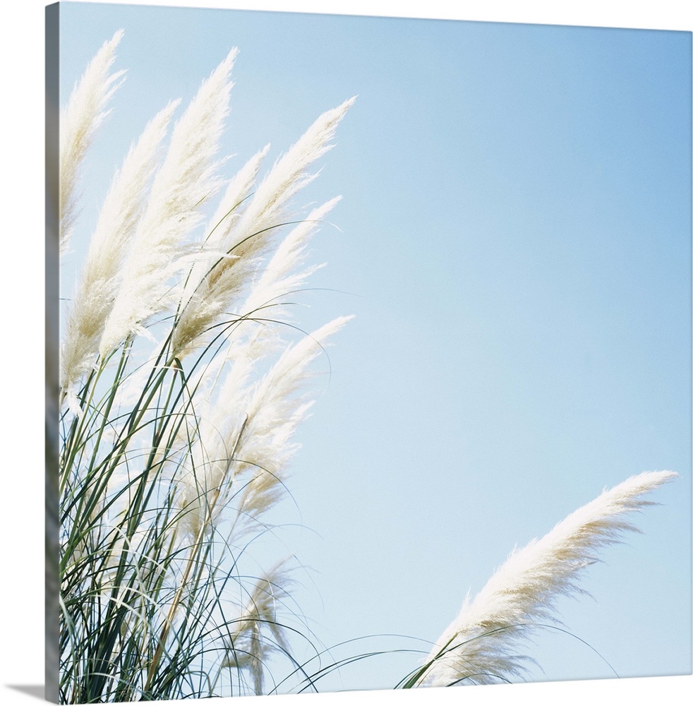 Pampas grass (Cortaderia selloana). This grass, a native of South America, is used throughout the world as an ornamental p...