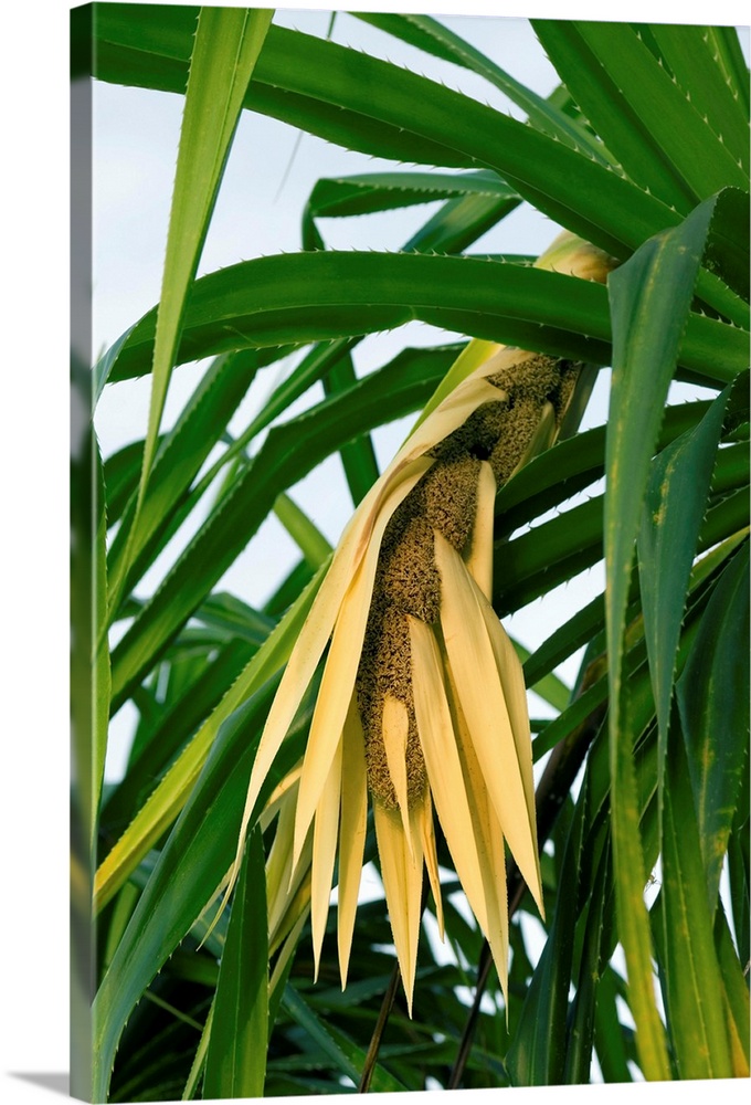 Pandan plant (Pandanus amaryllifolius). The leaves of this plant are used as a flavouring in a variety of Southeast Asian ...