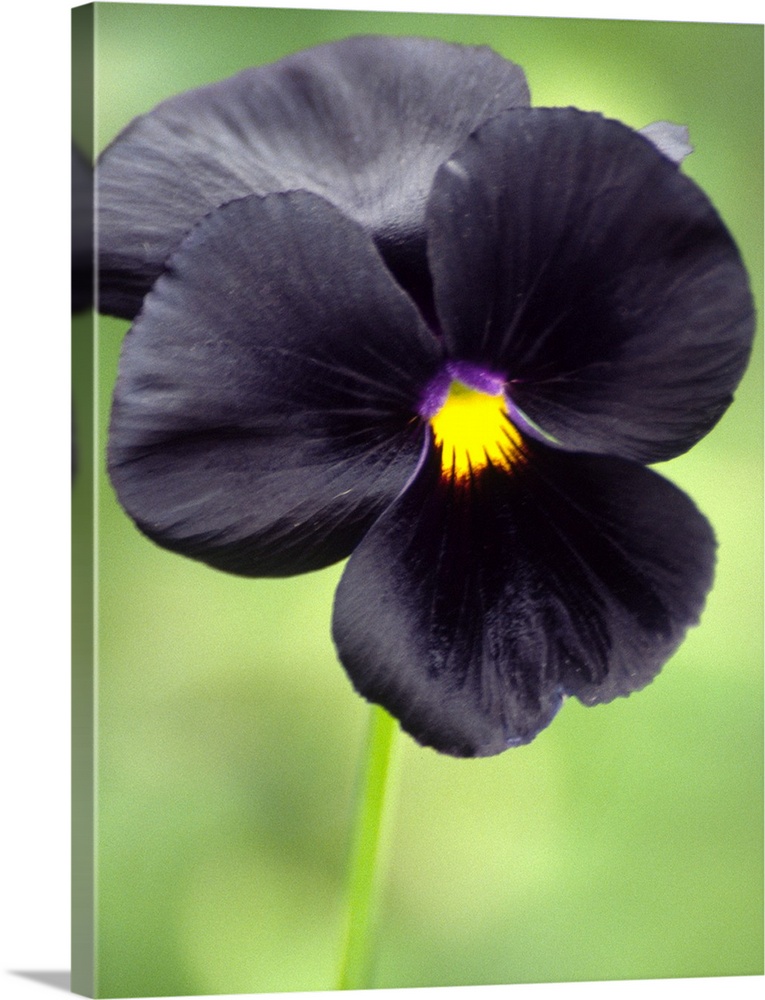 Pansy flower (Viola wittrokiana).