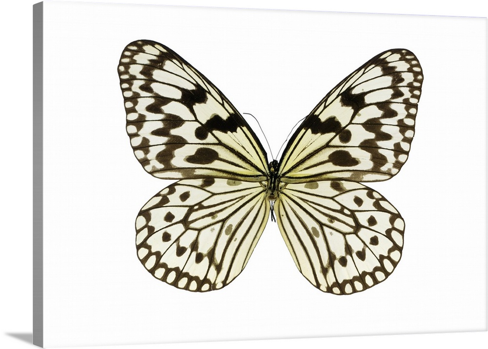 Paper kite (Idea leuconoe) butterfly. This butterfly is native to Southeast Asia. Specimen obtained from the University of...