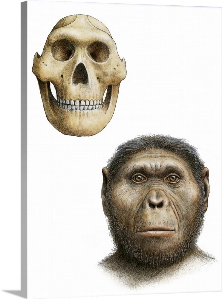 Paranthropus robustus. Artist's impression of the skull and face of the early hominid Paranthropus robustus. P. robustus m...