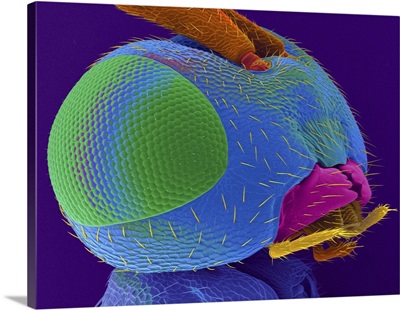 Parasitic Wasp Head, SEM