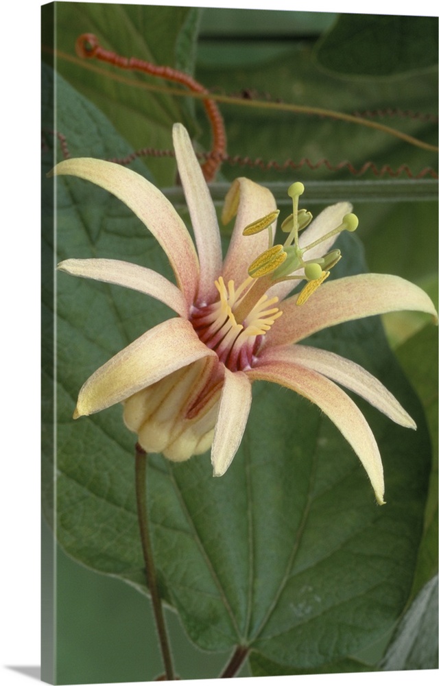 Passion flower (Passiflora 'Adularia'). The passion flower is a tropical climbing plant that is native to South America. T...