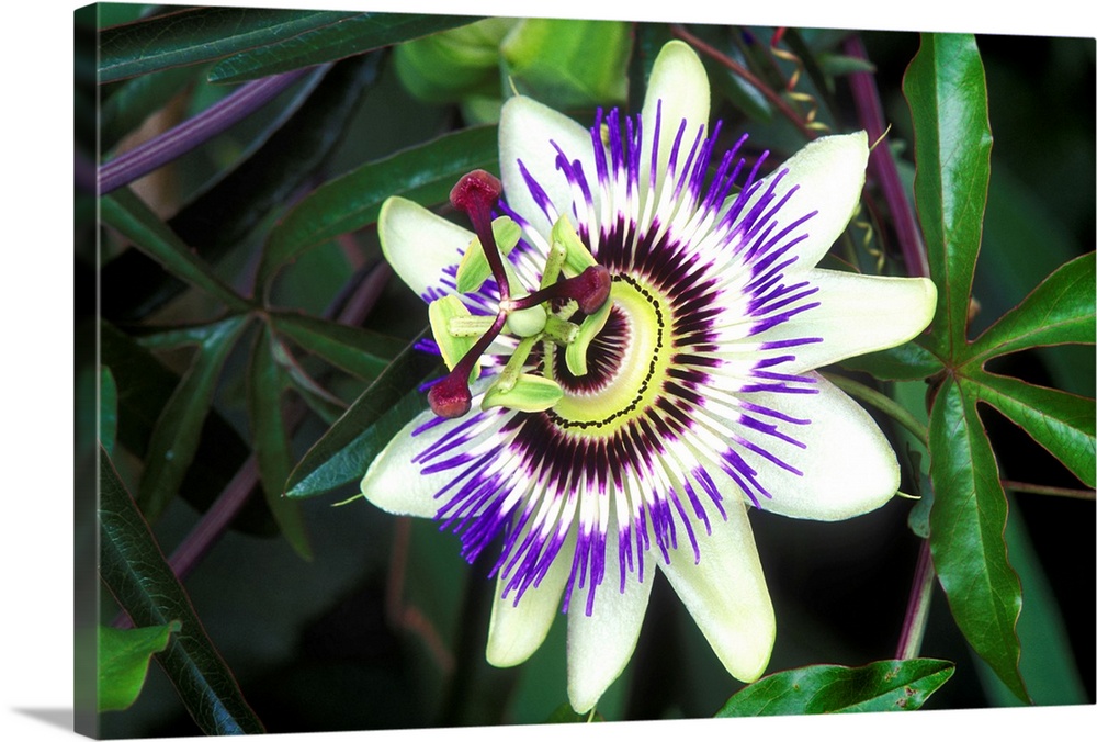 Passion flower (Passiflora sp.).