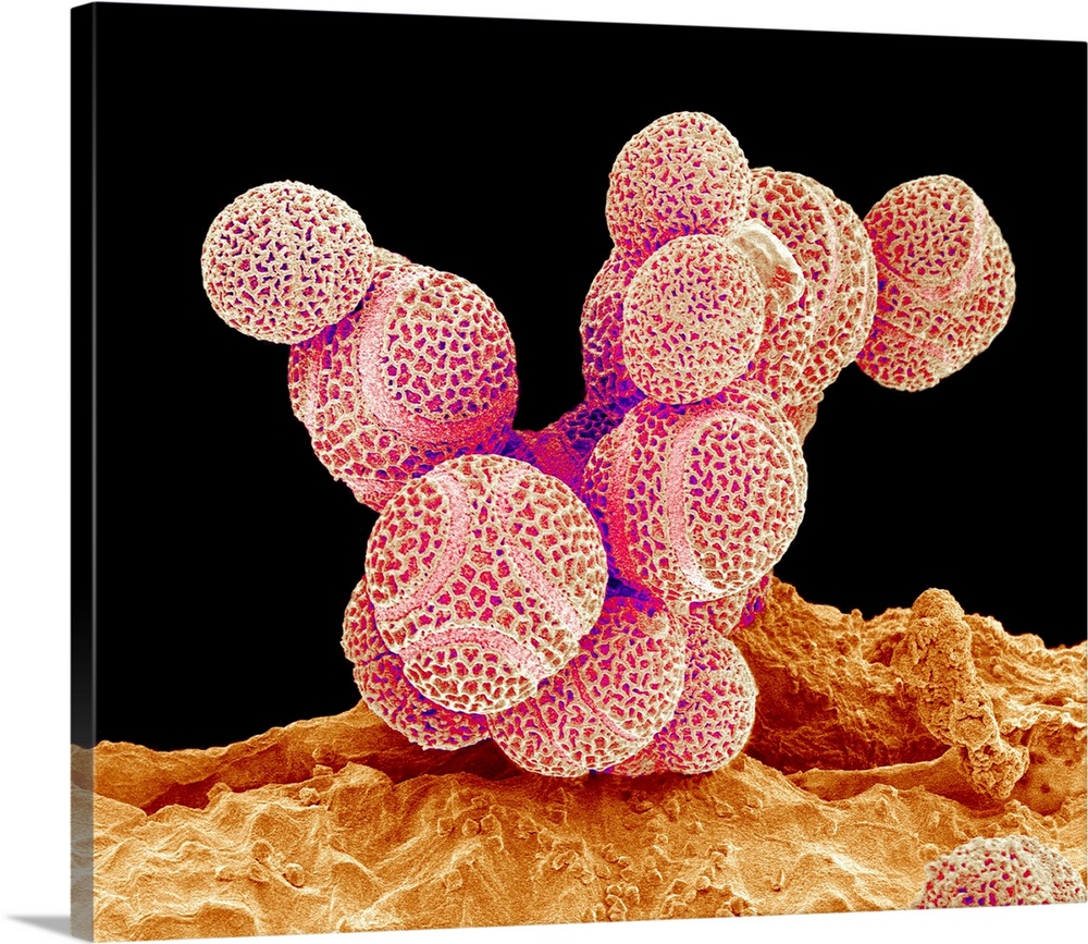 Passion flower pollen. Coloured scanning electron micrograph (SEM) of pollen grains from a passion flower (Passiflora caer...