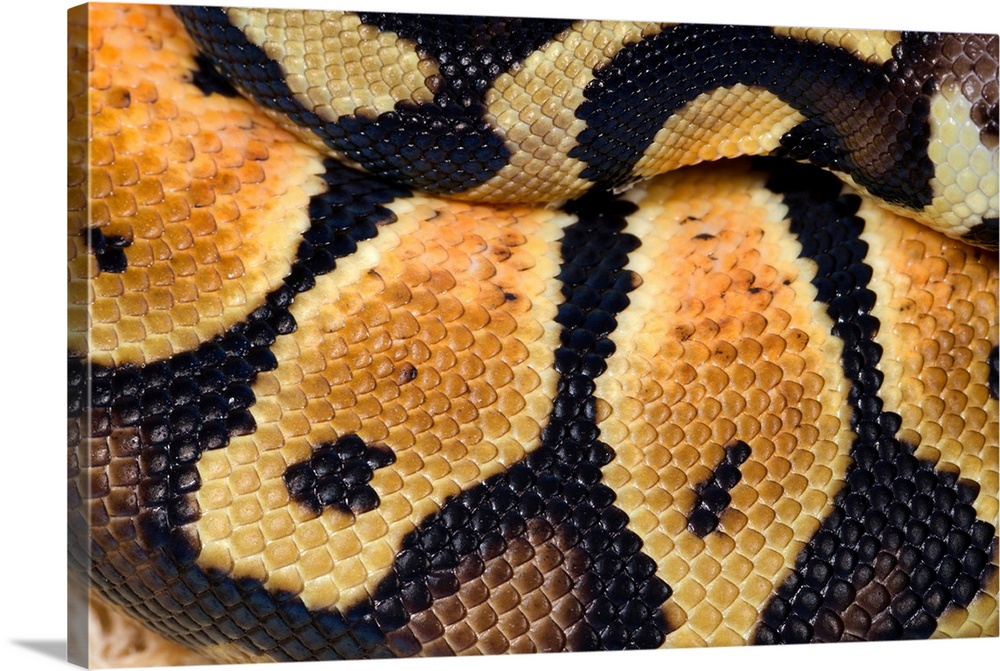 Pastel royal python. Close-up of a pastel colour morph of the royal python (Python regius).