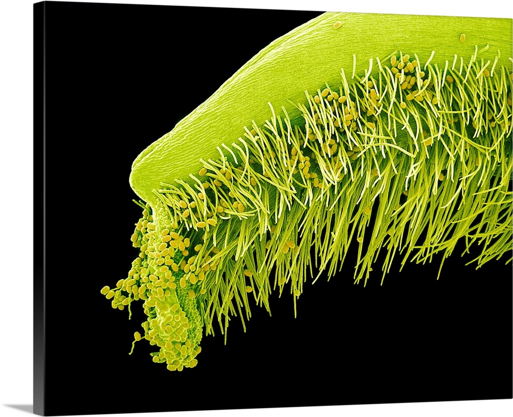 Pea flower pollination. Coloured scanning electron micrograph (SEM) of pollen grains (yellow) on the stigma of a garden pe...