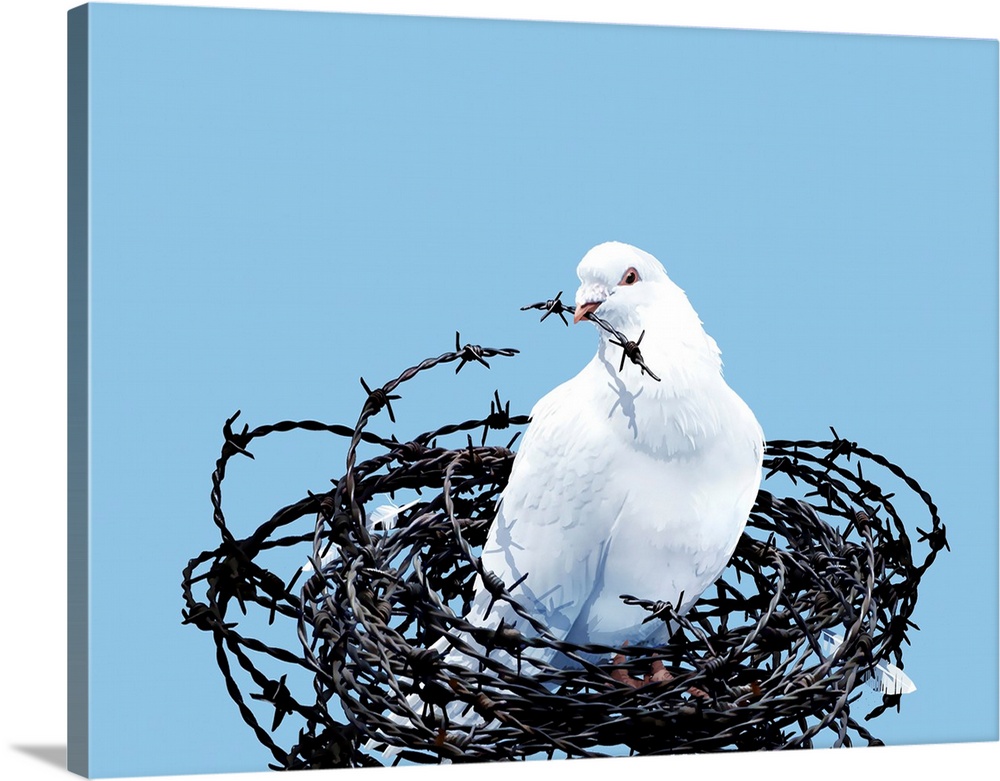 Peace dove. Conceptual image of a dove in a nest of barbed wire, with a piece of barbed wire in its mouth, representing pe...