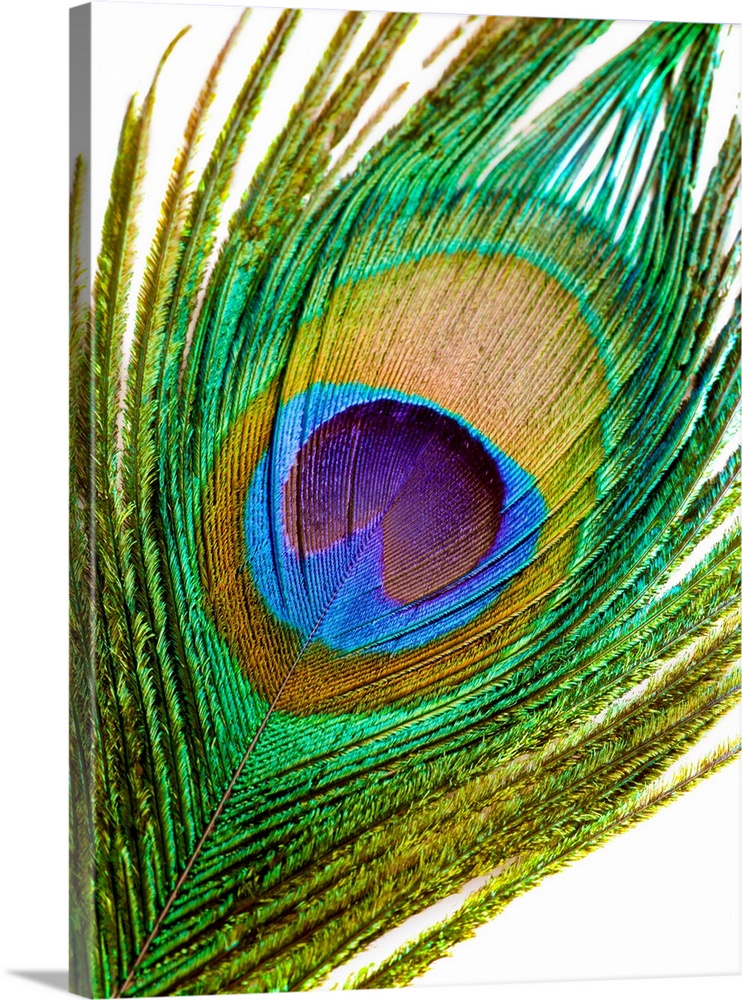 Peacock Feather Wall Art, Canvas Prints, Framed Prints, Wall Peels