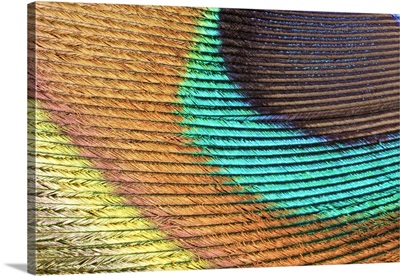 Peacock Feather