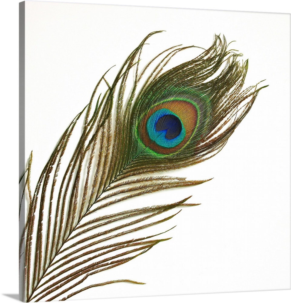 Peacock feather (Pavo sp.).