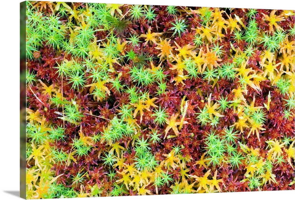 Peat moss (Sphagnum sp.) amongst hair moss (Polytrichum commune, green). Photographed in August, in Glen Quoich, Cairngorm...
