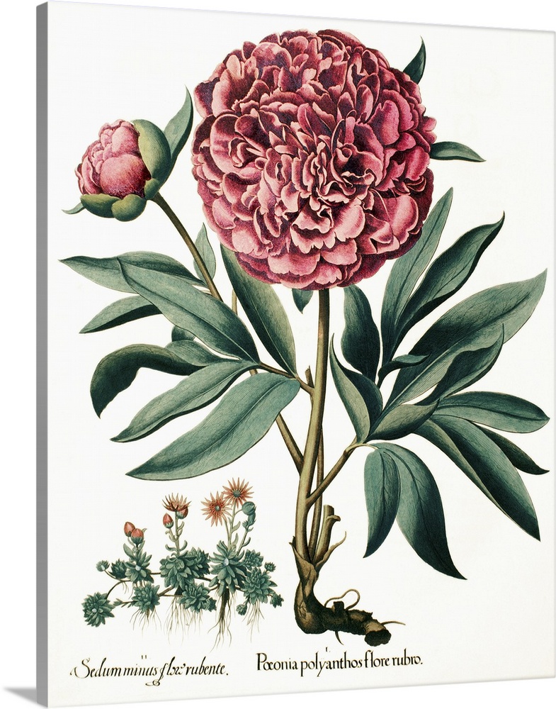 Peony flowers. 17th century artwork of two peony (Paeonia sp.) flowers (red) and stonecrop flowers (Sedum sp., lower left)...