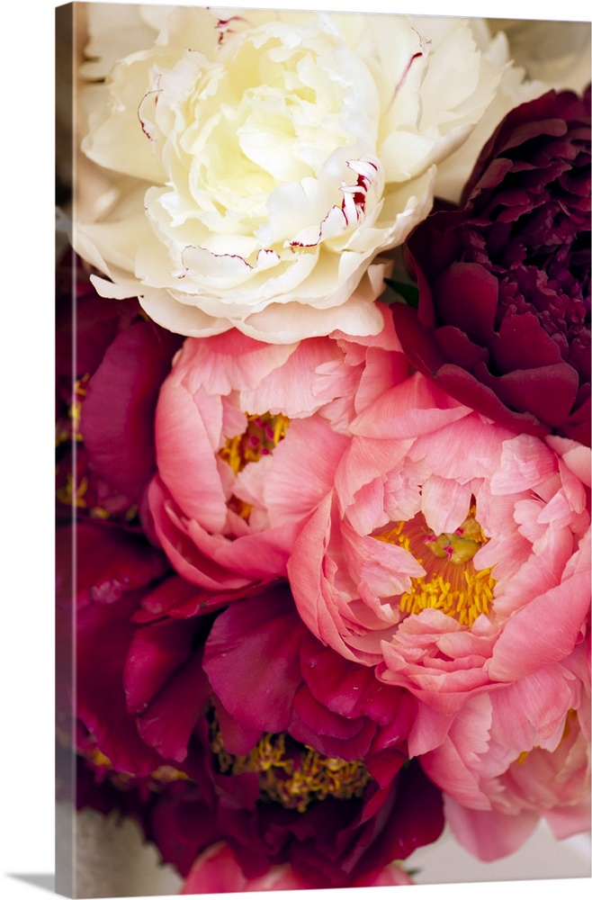 Bouquet of peonies (Paeonia lactiflora 'Charm', 'Coral Charm' and 'Festiva Maxima')