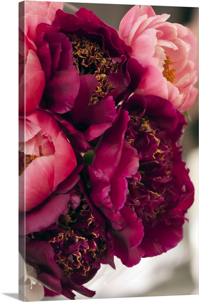 Bouquet of peonies (Paeonia lactiflora 'Charm' and 'Coral Charm').