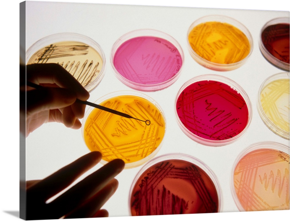 MODEL RELEASED. Petri dish. Technician's hand uses a sterile loop to pick a single colony from a petri dish containing bac...
