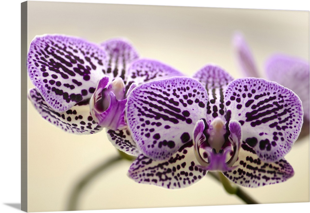 Moth orchid (Phalaenopsis sp.) flowers.