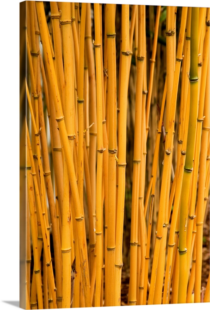 Yellow-groove bamboo (Phyllostachys aureosulcata 'Aureocaulis').
