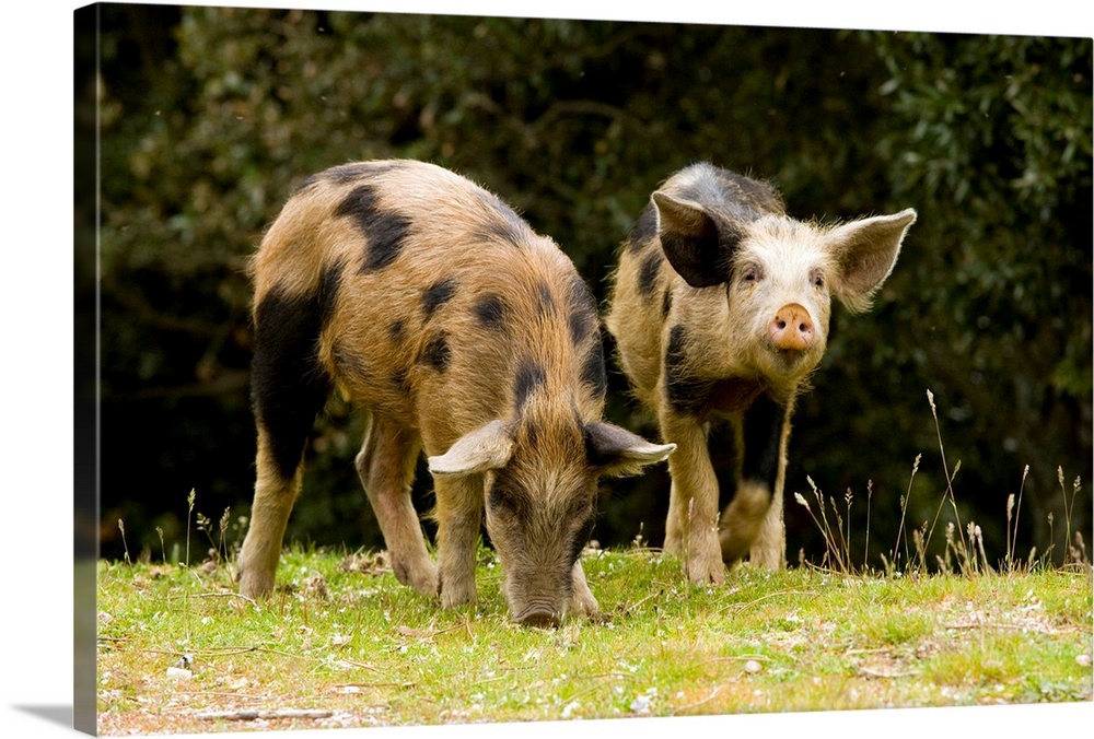 Piglets foraging in woodland clearing in the mountains of central Corsica in France.