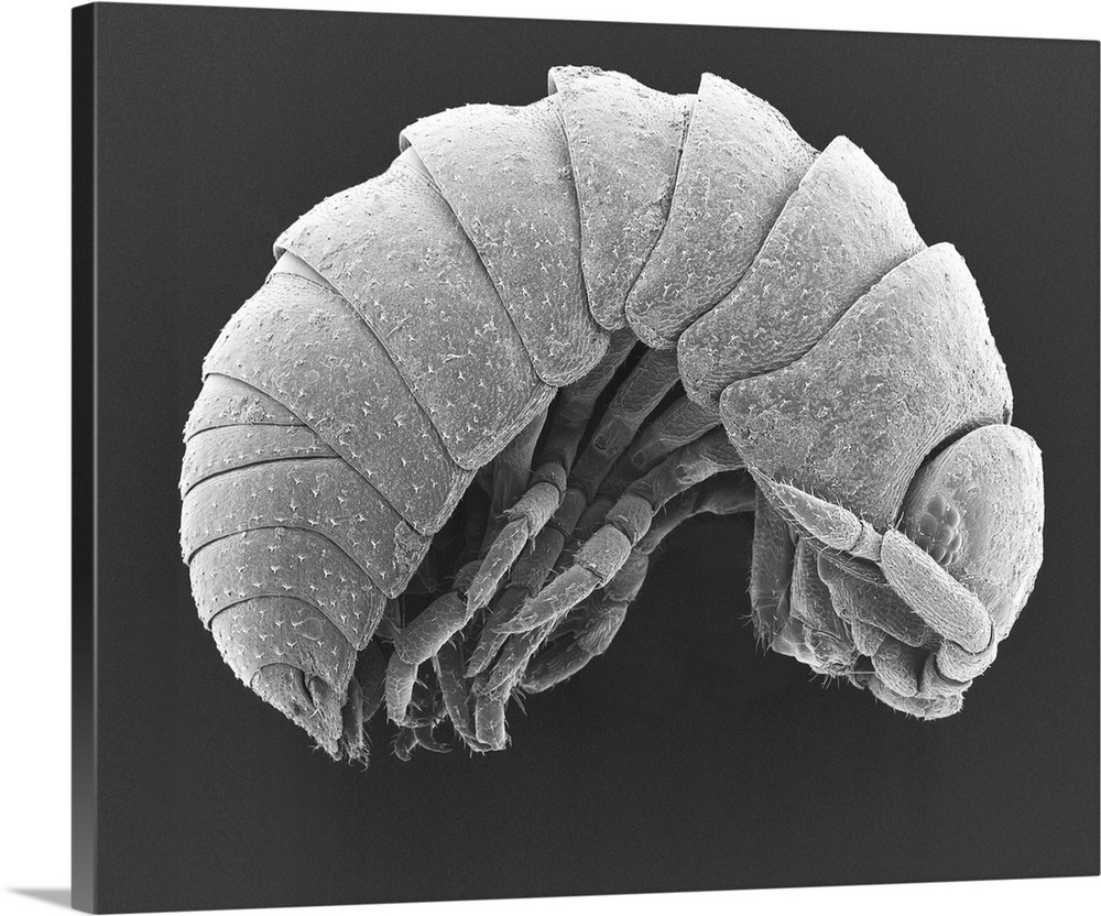 Scanning electron micrograph (SEM) of Pillbug, crustacean, isopod (Armadillium vulgare). Isopods are omnivores or scavenge...
