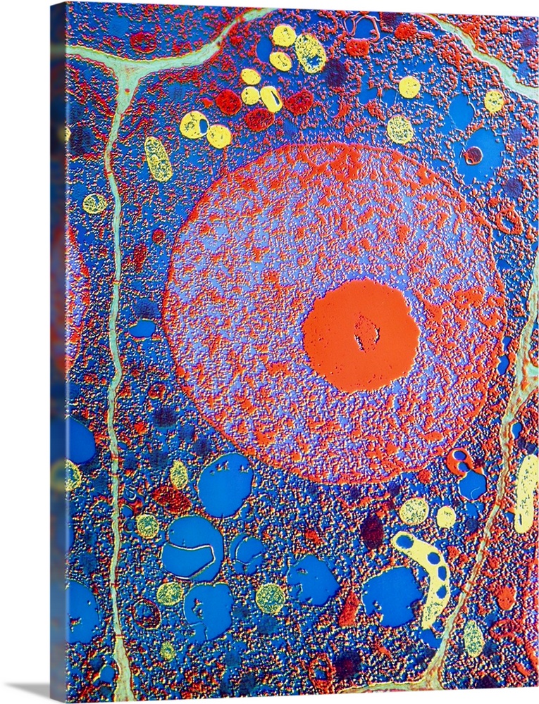 False-colour transmission electron micrograph (TEM) of a cell in the root tip of a maize plant, Zea mays. Plant cells are ...