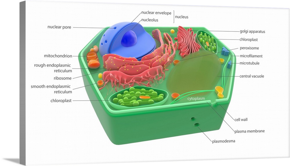 Plant cell components and organelles, illustration. The cell wall (dark green) is lined with a plasma membrane (light gree...