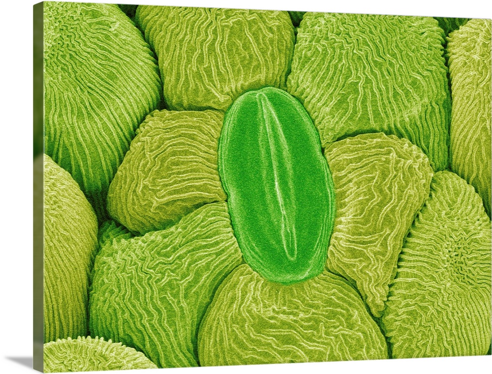 Plant pore. Coloured scanning electron micrograph (SEM) of a closed stoma (dark green) on an anther. Other plant cells are...