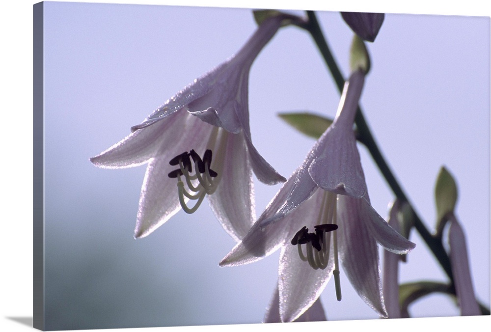 Plantain lily flowers (Hosta sp.).