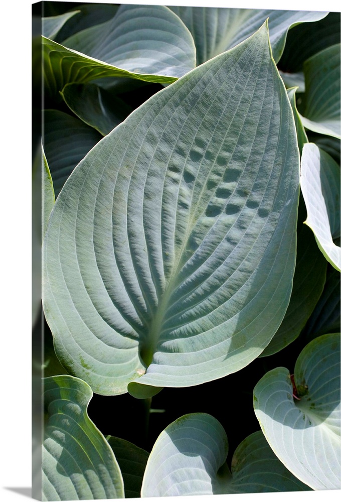 Plantain lily (Hosta fortunei 'Oriana') leaves.