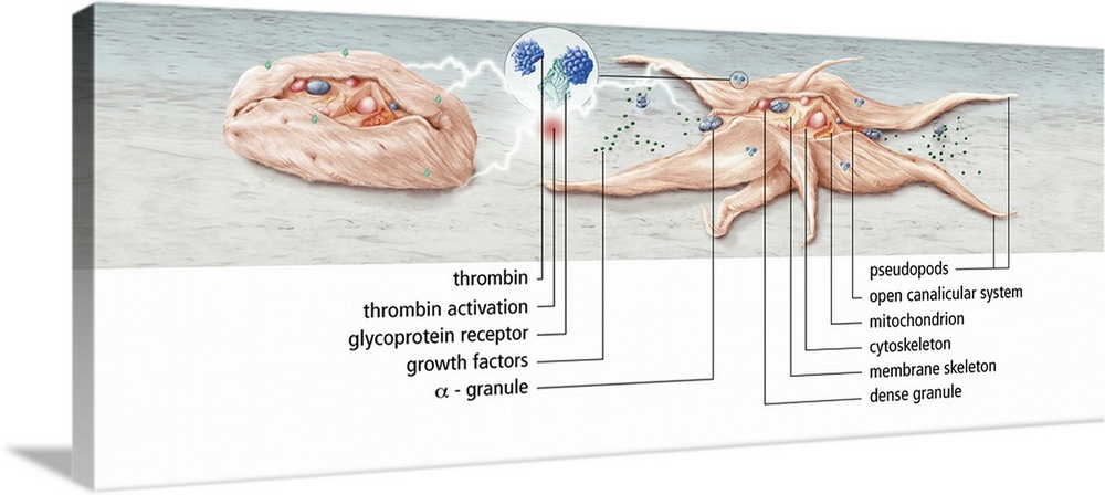 Platelet activation. Artwork showing the activation of a platelet, or thrombocyte. Platelets are fragments of white blood ...