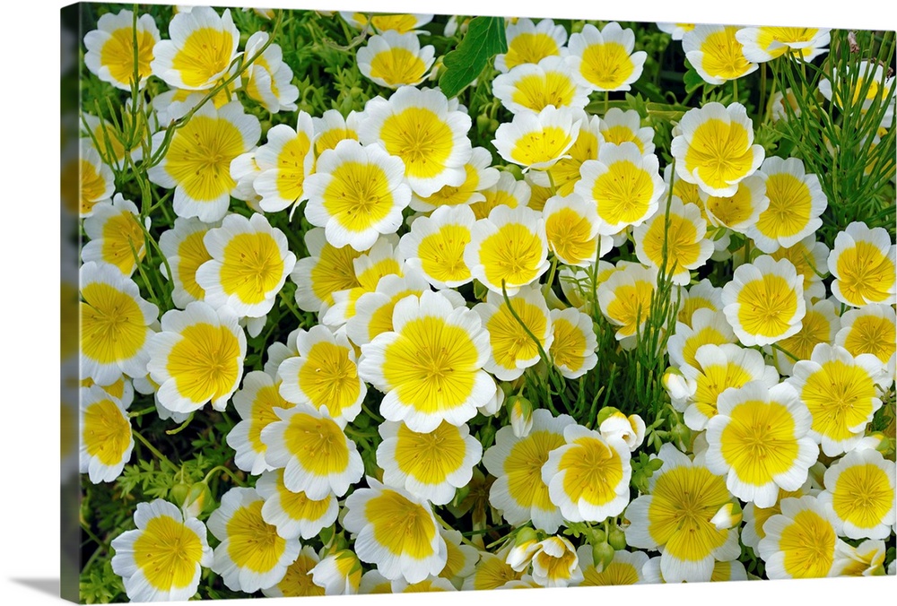 Poached egg plant flowers (Limnanthes douglasii). Photographed in Victoria, British Columbia, Canada, in spring.