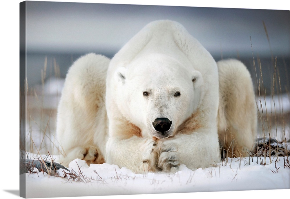 Polar bear lying on the ice. Churchill, Canada.