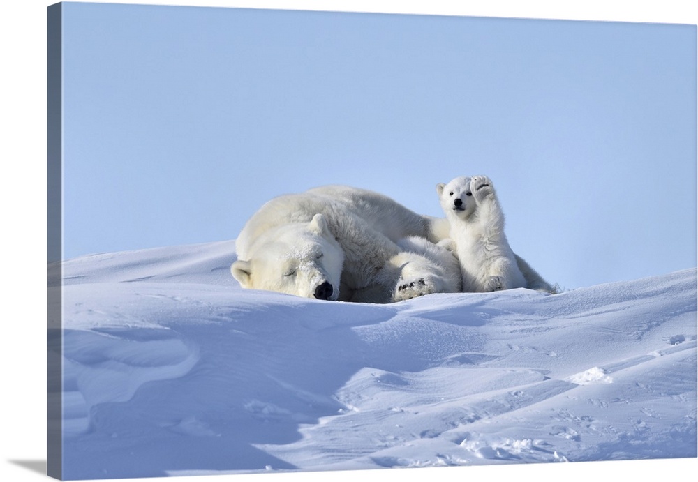 Polar bear (Ursus maritimus) mother and cub. This bear, the world's largest land predator, is found throughout the Arctic ...